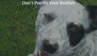 Don’t Pee On Your Brother